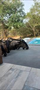 Mala house