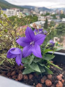 New apart in central Vake with a delightful view