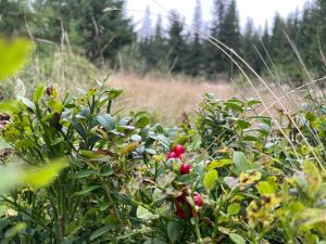 Cranberry Cabin Buscat