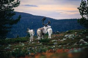 Lapland Senses Lodge