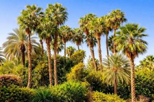 Vue directe sur le Jardin Majorelle le Calme en Centre Ville