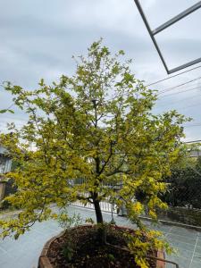 Vùng ven Homestay