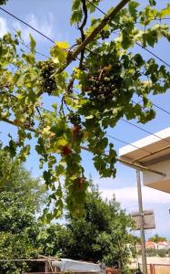 Studio 200 meters from the sea with garden