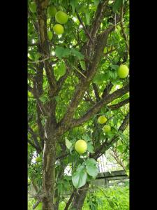 Strawberry Villa - Vacation STAY 17856