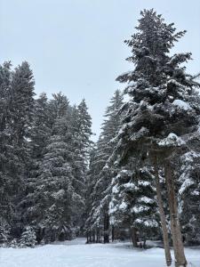 Chamkoria Forest apartment