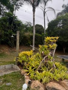 Canto da Saíra Azul