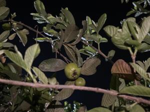 GoBravo 15 - 2BHK Villa with Private Pool and Garden Noida