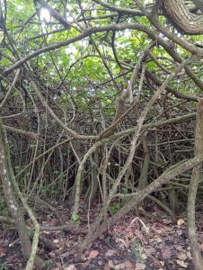 Eco Corner