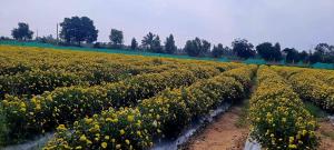 Hasiru Grove