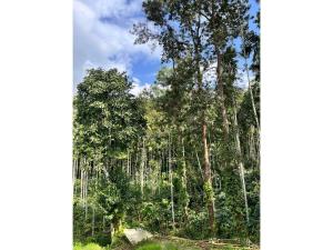 Wild Cat Ranch - DYV Coorg