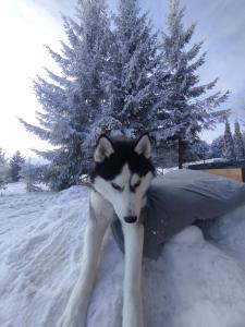 TATRA HOMES domek z jacuzzi