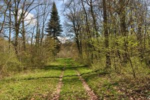 B&B / Chambres d'hotes Chateau La Touanne Loire valley : photos des chambres