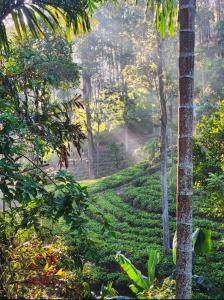 Tea Brook Lodge Ella