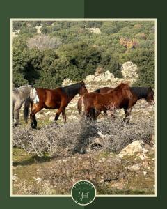 Pergamon Yunt Evleri