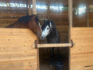 PARADISO Horse Club