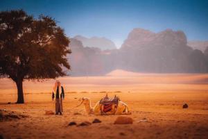 Wadi Rum Desert Camp Budget Stay Backpackers Authentic Experience
