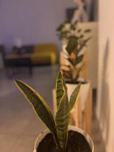 Alma Patagónica, Tu Departamento en el Centro