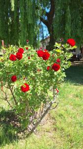 Casa de campo Alma Rural