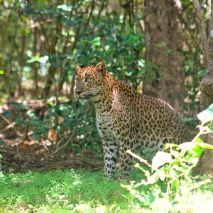 Wilpattu The Leoeye
