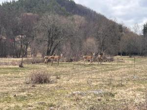 Beechtree Property