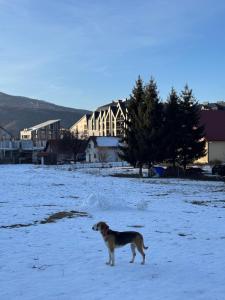 Monte di Cuore studio apartment