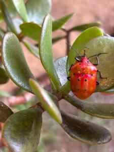 Mountain Retreat Refugio de Aves
