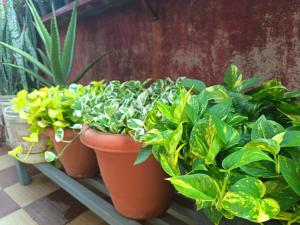 Cozy Nest Homestay