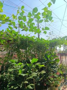 Cozy Nest Homestay
