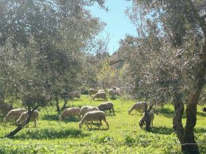 Lovely Two Bedroom Finca in Nature, near Malaga