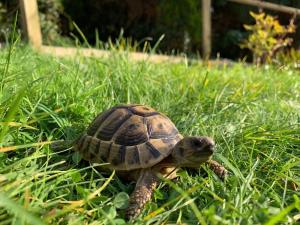 Room 1 Cozy Mountain View Room with Balcony Breakfast Included