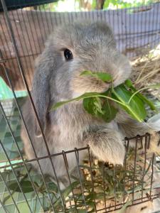 Room 2 Cozy Mountain View Room with Balcony Breakfast Included