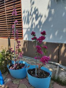 casa Olga ap 4 camere parter