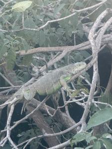 Luxury Beachside Resort