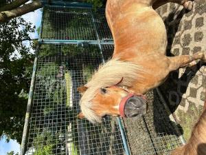 Ferienwohnung auf Pferdehof