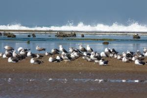 Cosy villa atlantique