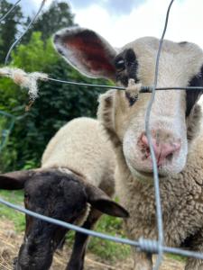 Gîtes du Saut des Cuves