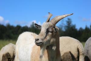 Peaceful Nature Escape Among Farm Animals