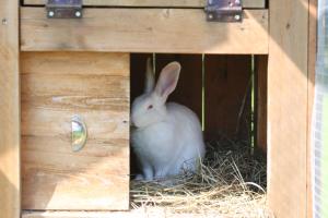 Peaceful Nature Escape Among Farm Animals