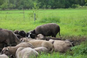 Peaceful Nature Escape Among Farm Animals