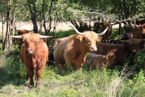 Peaceful Nature Escape Among Farm Animals