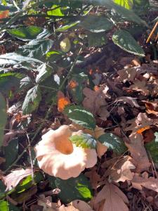 Chalet im Ferienpark, Irrlandpark, Maasdünen, Naturerlebnis, Kinderfreundlich