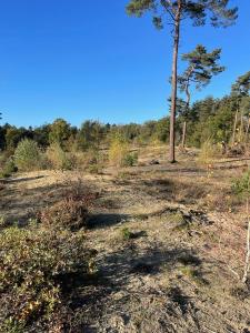 Chalet im Ferienpark, Irrlandpark, Maasdünen, Naturerlebnis, Kinderfreundlich