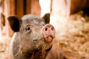 Ferienapartment Vergissmeinnicht