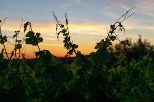 Chaza- Casa di Pietra