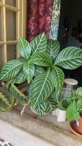 Coliving Surf & Permaculture - Vivenda Felicidade