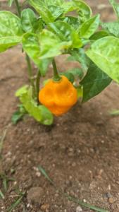 Apartment with its own 100-inch cinema