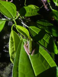Batu Katak Jungle River & Trekking