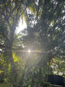 Tree Avenue Villa Dambulla