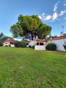 Pedras Del Rei Olive Tree