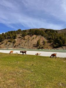 Sancho Farm Albania